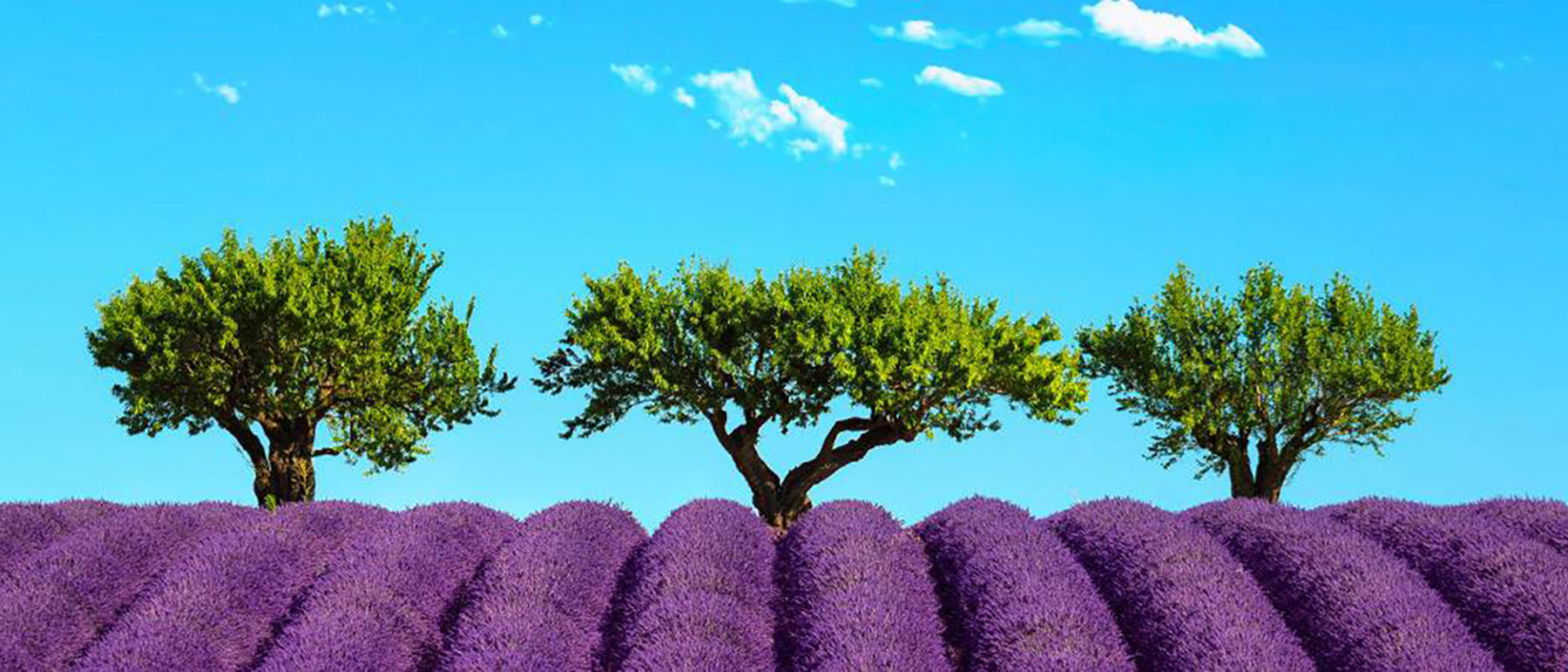 le plateau de valensole