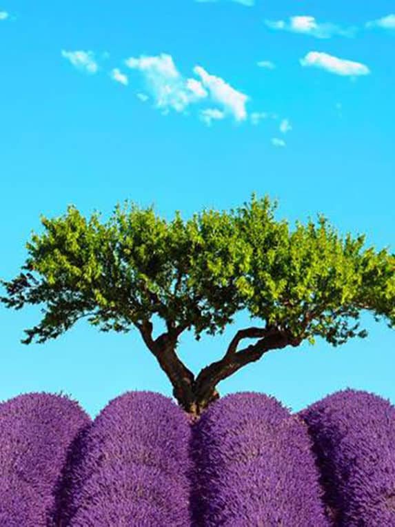 le plateau de valensole