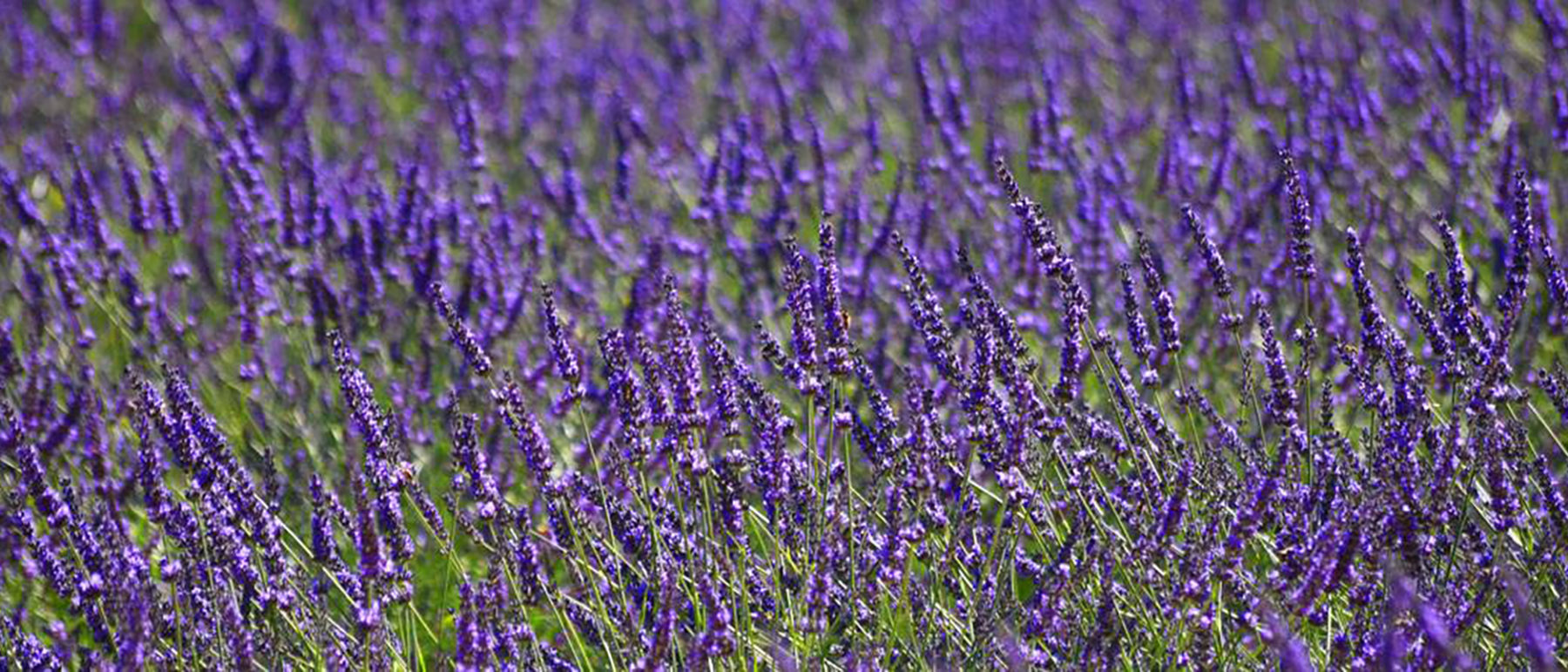 Champs de lavande à proximité à manosque