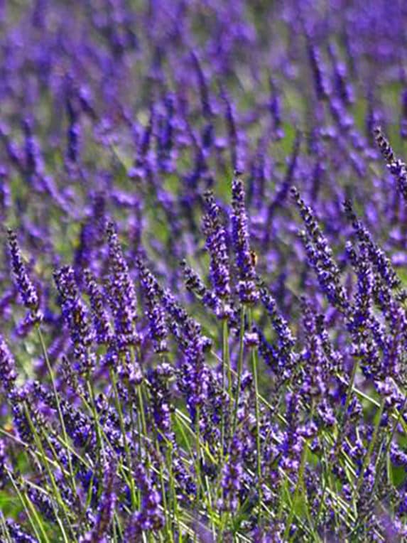 Champs de lavande à proximité à manosque